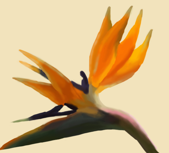 Canna indica close-up illustration