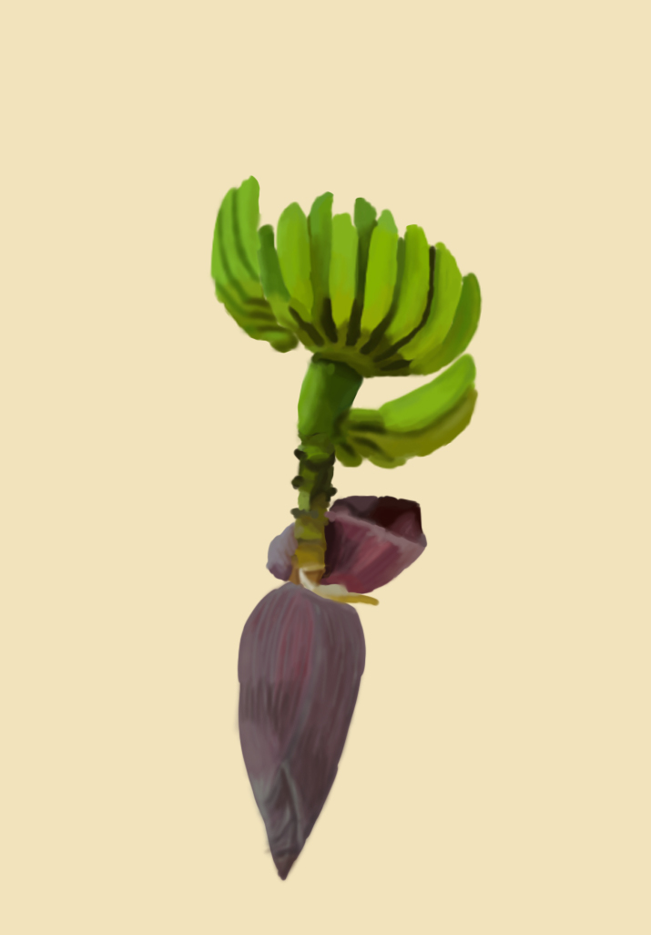 Banana tree fruits illustration