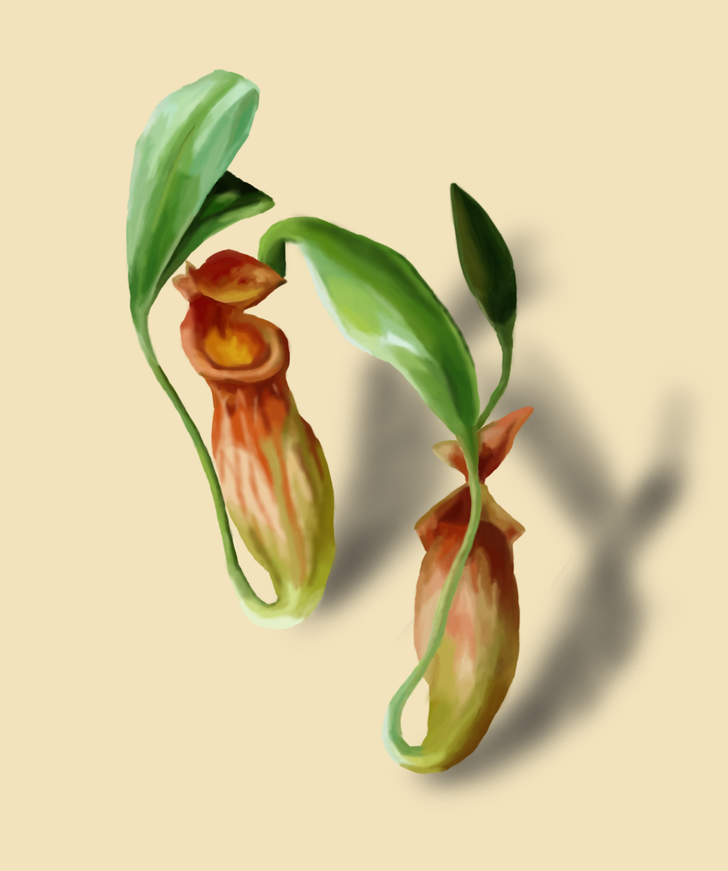 Carnivorous plant illustration